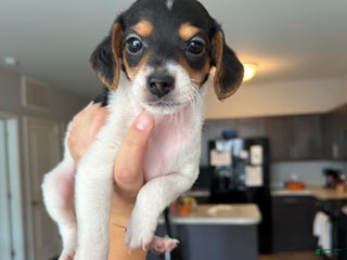 Jackapoo dogs - Ad 19