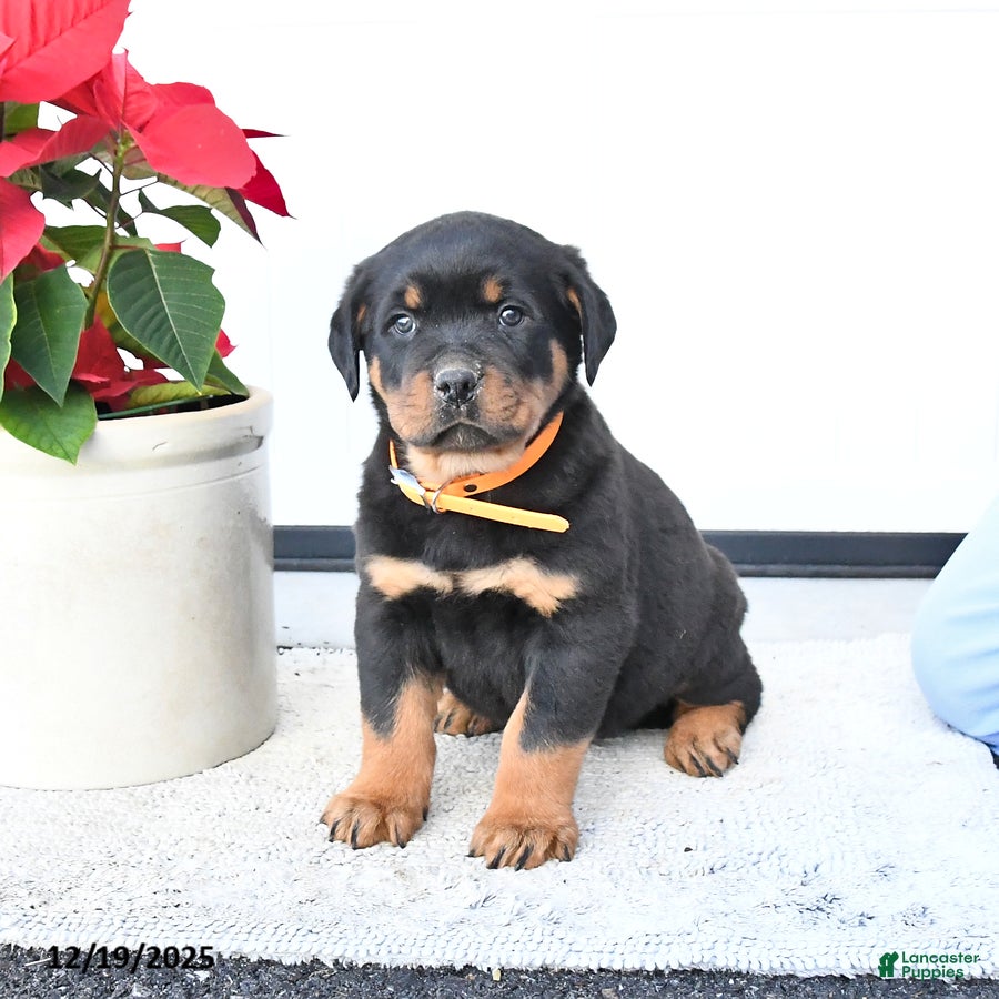Rottweiler dogs Twister - Ad 4