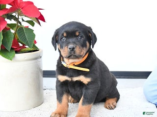 Rottweiler dogs Twister - Ad 4