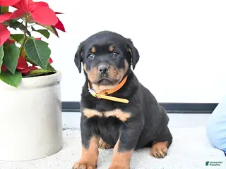 Rottweiler dogs Twister - Ad 27