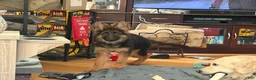 German Shepherd dogs for sale: Cuddles - Ad 19