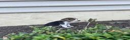 Beagle dogs for sale: Shenandoah - Ad 3