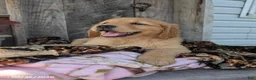 Golden Retriever dogs for sale: Remington - Ad 4