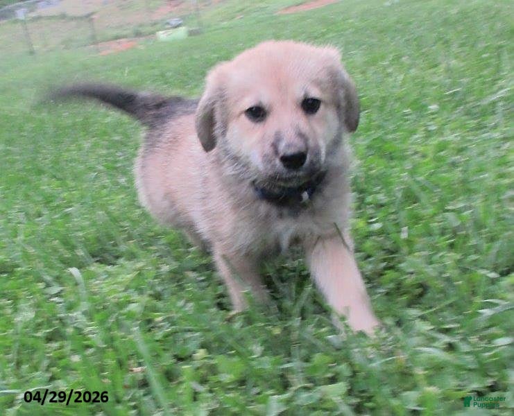 Mixed Breed dogs Azalea - Ad 1