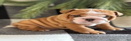 English Bulldog dogs for sale: Crosby  - Ad 2