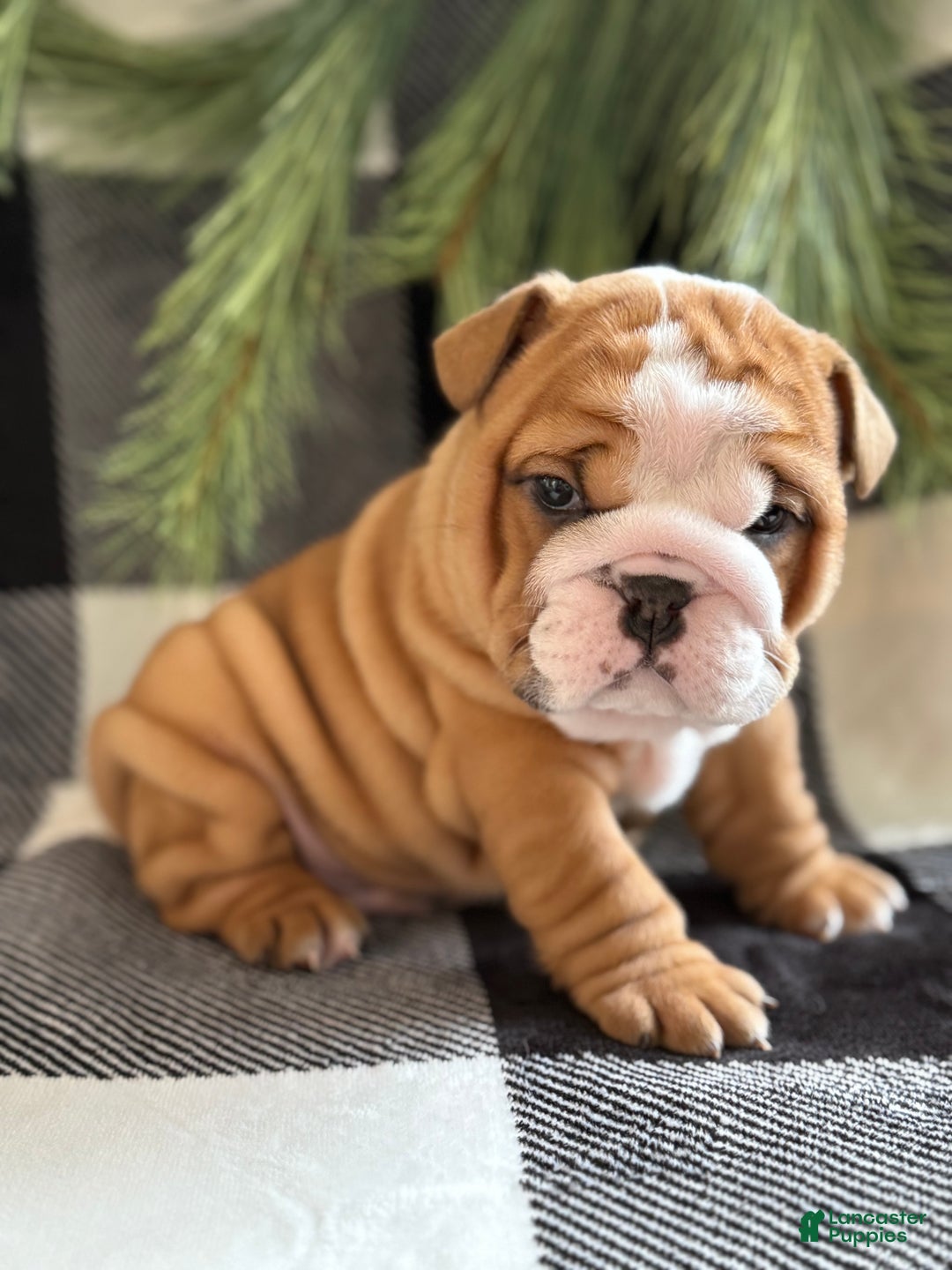 English Bulldog dogs for sale: Crosby  - Ad 2