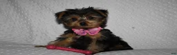 Yorkshire Terrier dogs for sale: ABBY - Ad 1