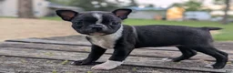 Boston Terrier dogs for sale: Peanut - Ad 3