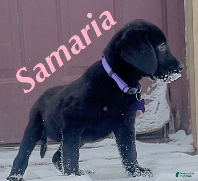 Labrador Retriever dogs Labrador Retriever Puppy 1 - Ad 3