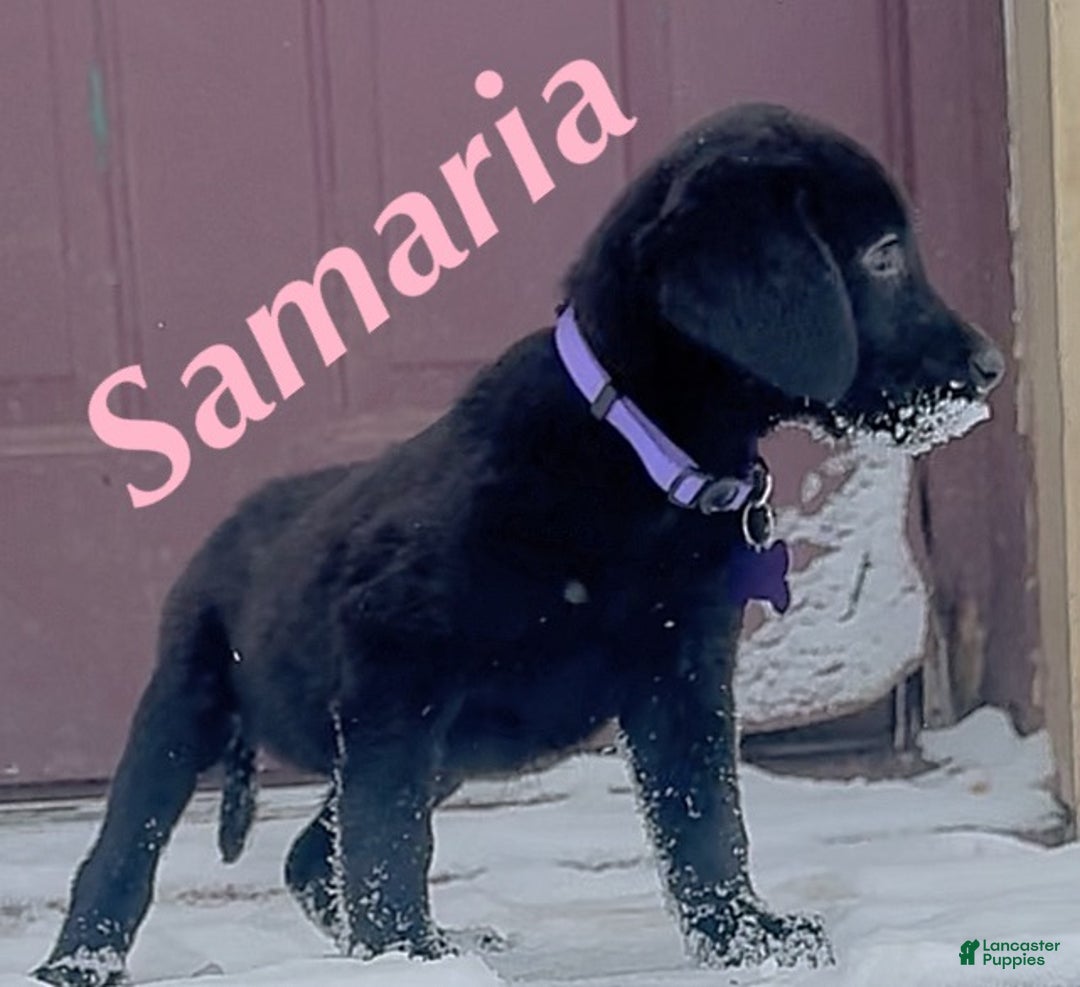 Labrador Retriever dogs for sale: Labrador Retriever Puppy 1 - Ad 1