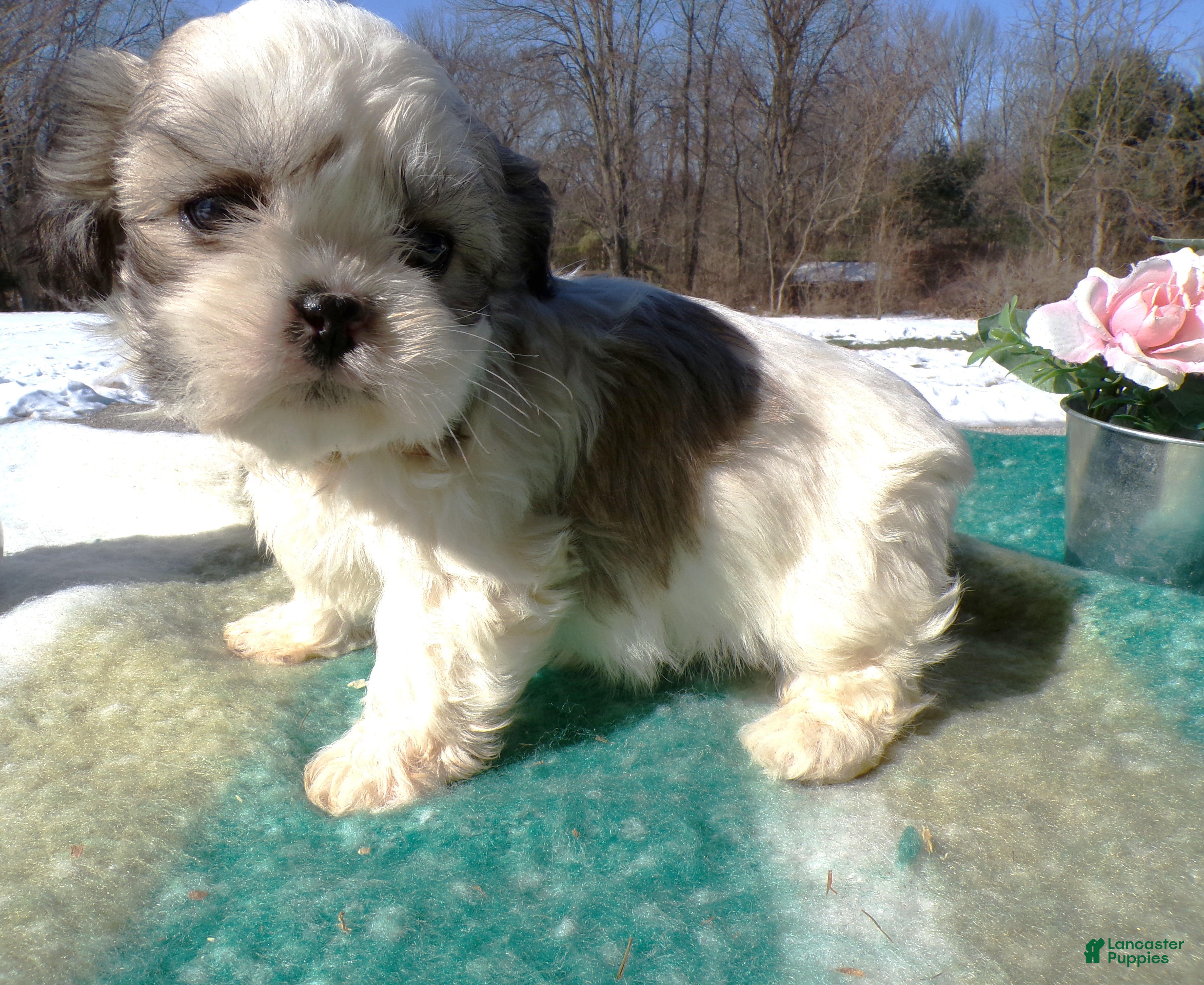 Shih Tzu dogs Shih Tzu Puppy 3 Luis - Ad 25