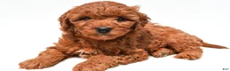 Mini Goldendoodle dogs for sale: Jake - Ad 3