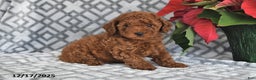 Bichpoo dogs for sale: Copper - Ad 1