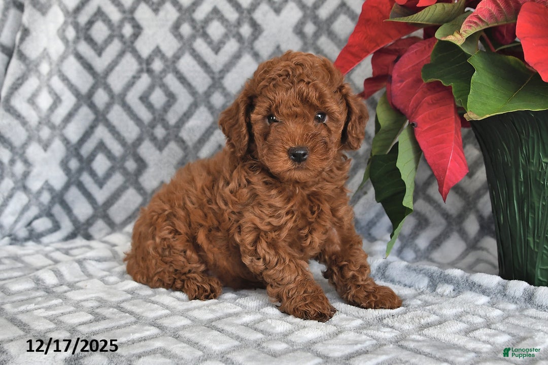 Bichpoo dogs for sale: Copper - Ad 1