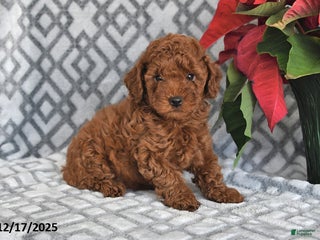 Bichpoo dogs Copper - Ad 21