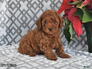 Bichpoo dogs Copper - Ad 25