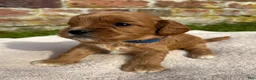 Cavapoo dogs for sale: Katie  - Ad 14