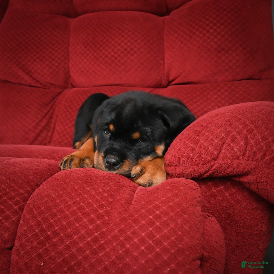 Rottweiler dogs Tara/ Mocha – Santos Ad-Dirah - Ad 19