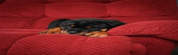 Rottweiler dogs for sale: Tara/ Mocha – Santos Ad-Dirah - Ad 1
