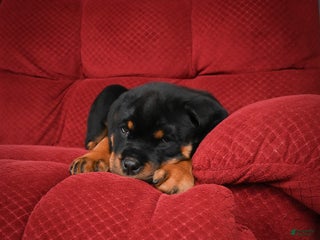 Rottweiler dogs Tara/ Mocha – Santos Ad-Dirah - Ad 19