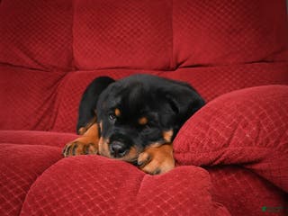Rottweiler dogs Tara/ Mocha – Santos Ad-Dirah - Ad 20