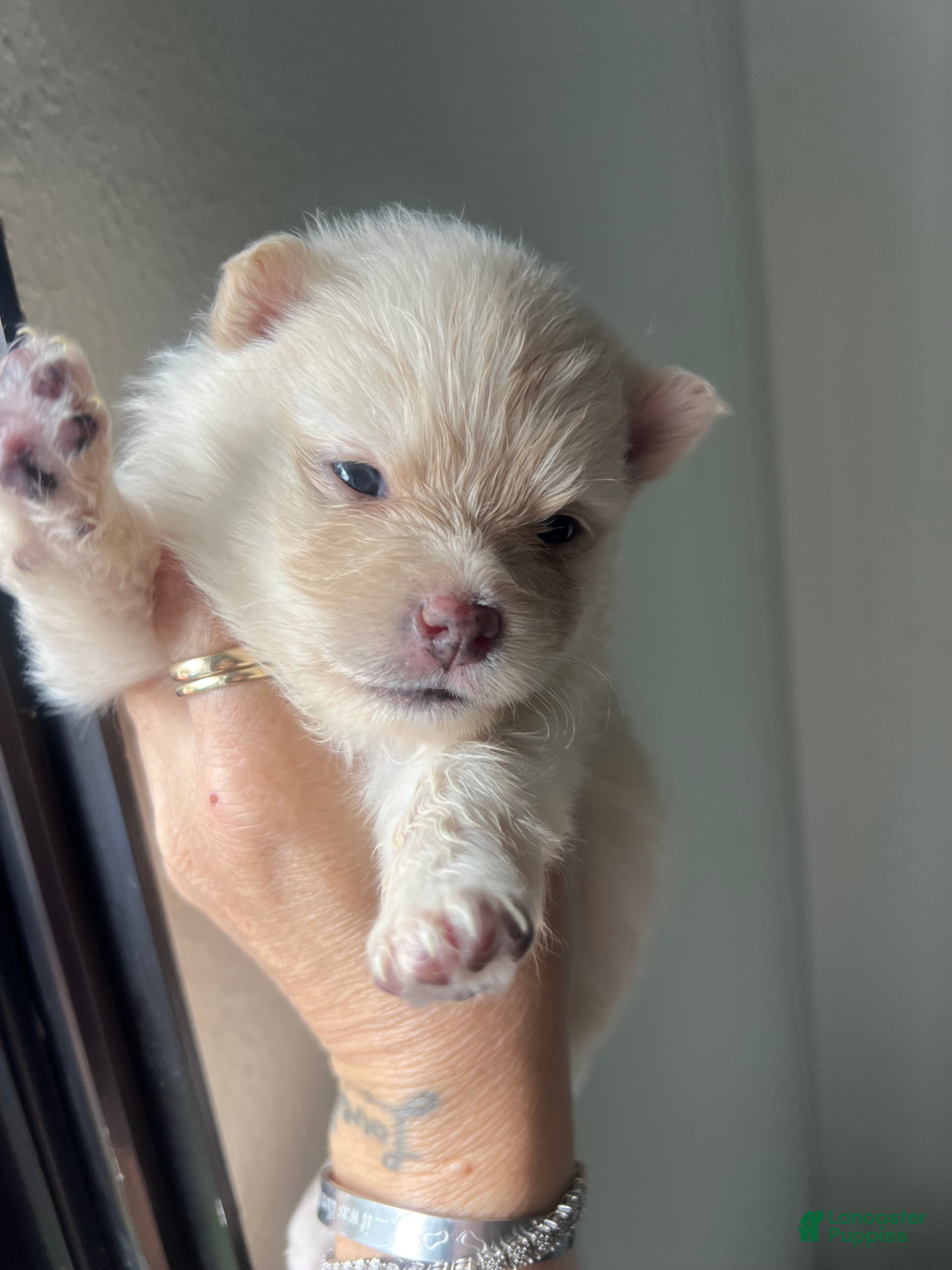 Pomeranian dogs Pomeranian Puppy 4 - Ad 12
