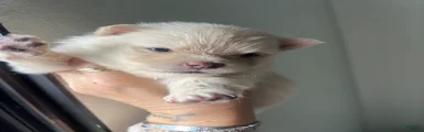 Pomeranian Puppy 4