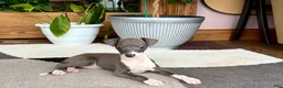 Italian Greyhound dogs for sale: Anna  - Ad 11