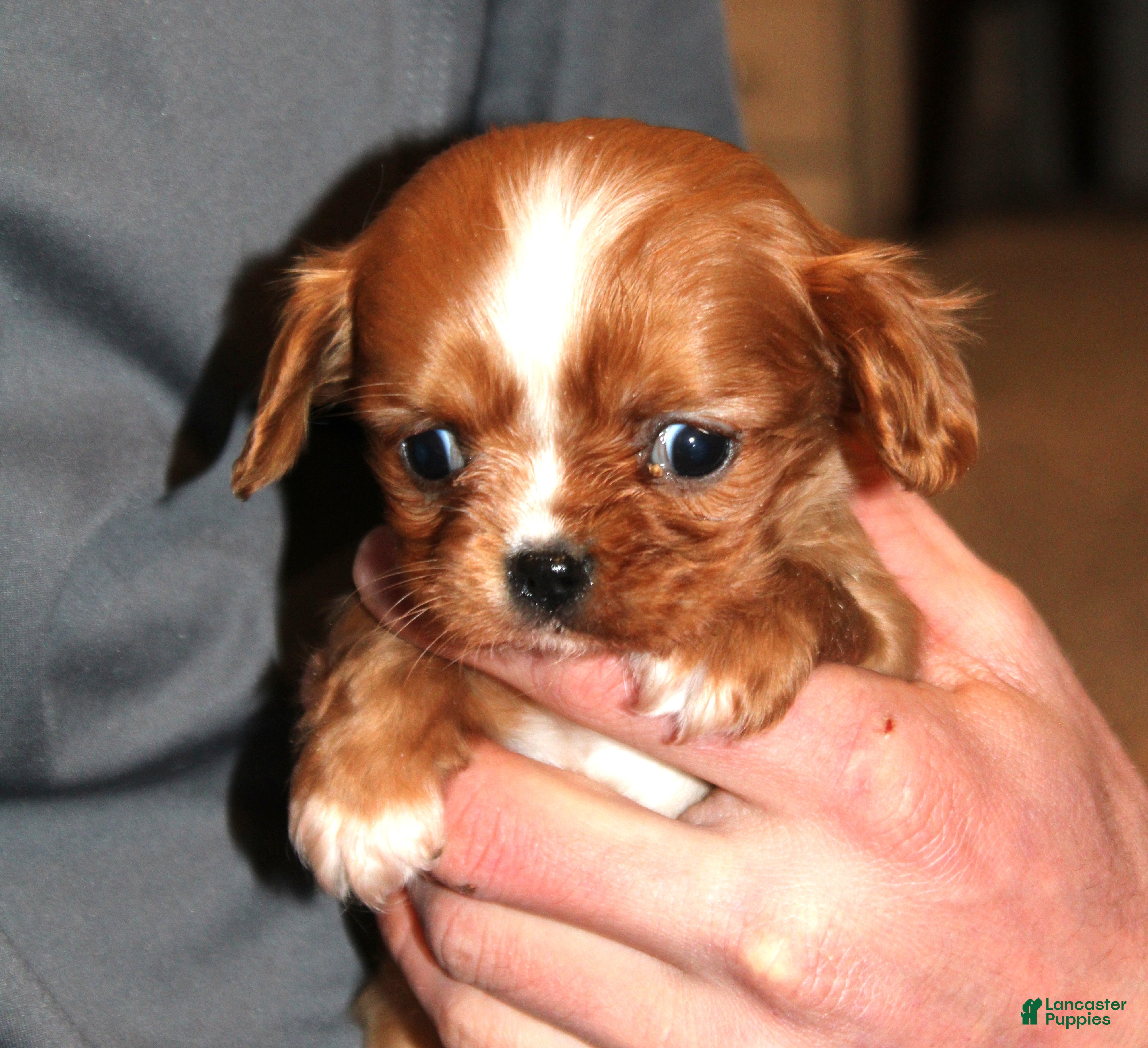 Cavalier King Charles Spaniel dogs Cavalier King Charles Spaniel Puppy 6 - Ad 10