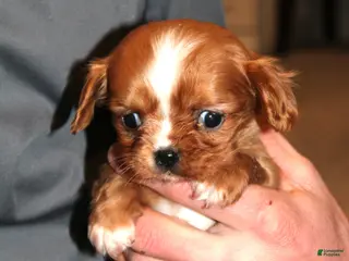 Cavalier King Charles Spaniel dogs for sale: Cavalier King Charles Spaniel Puppy 6 - Ad 2