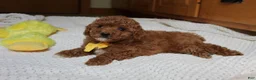 Toy Poodle dogs for sale: Tommy - Ad 6