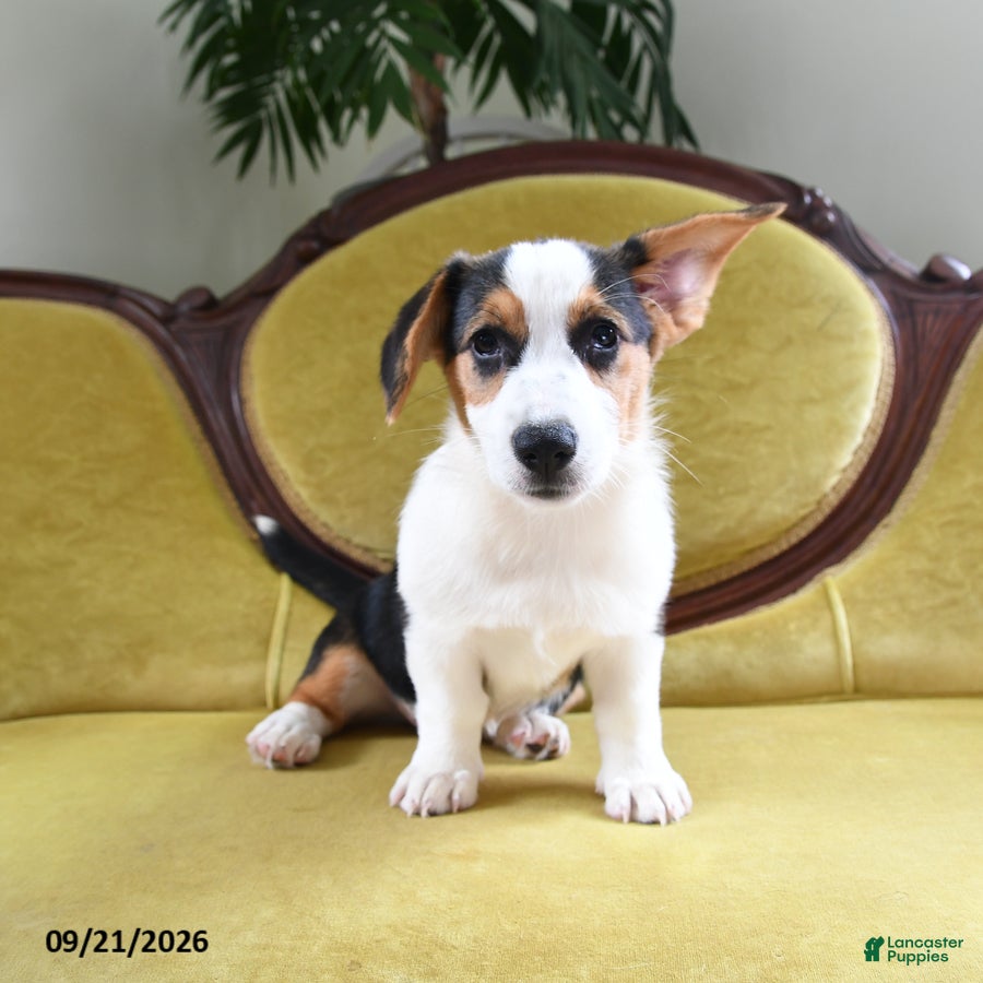 Welsh Corgi Pembroke dogs Bethany - Ad 1