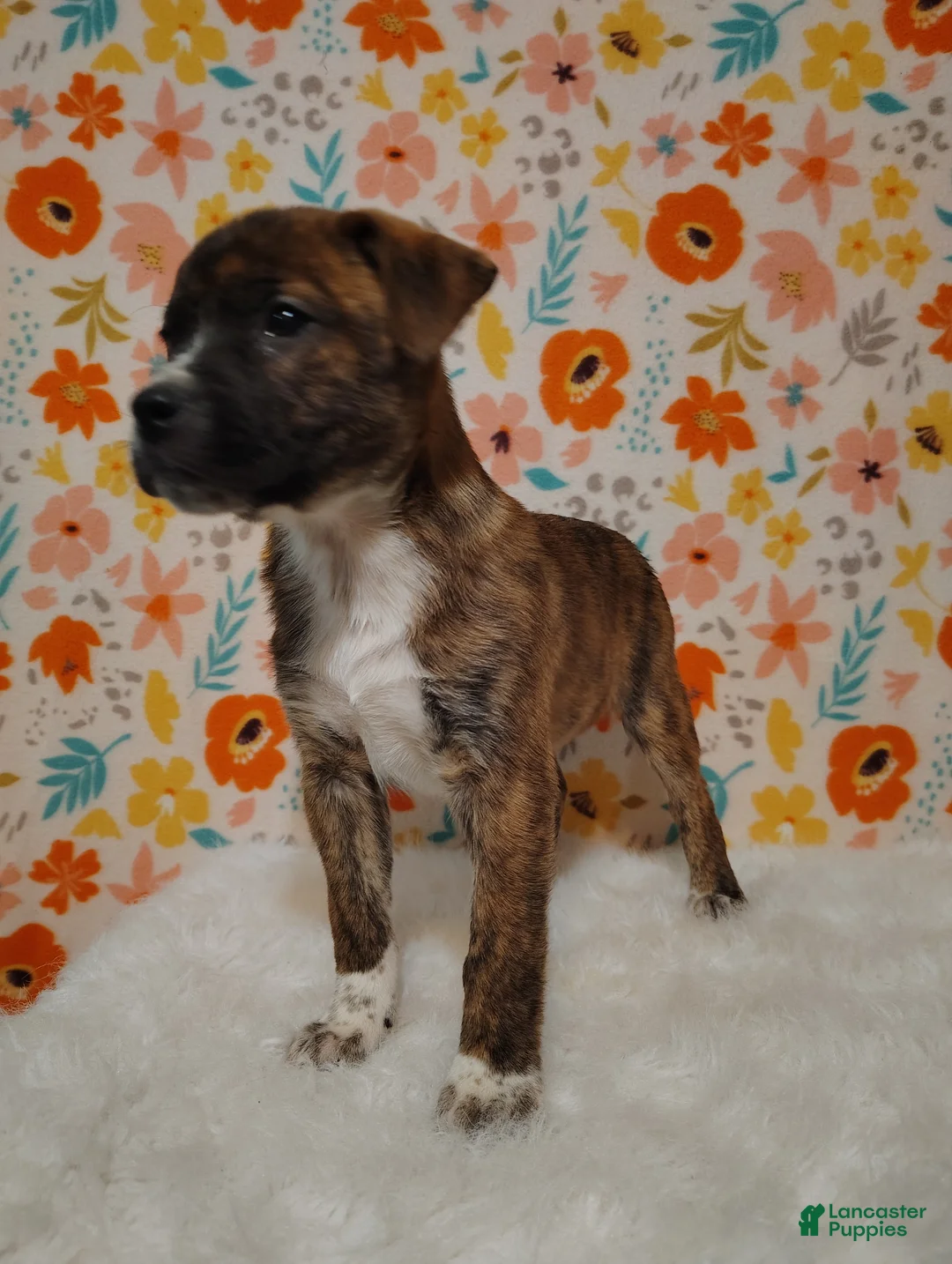 Mixed Breed dogs for sale: Diesel - Ad 1