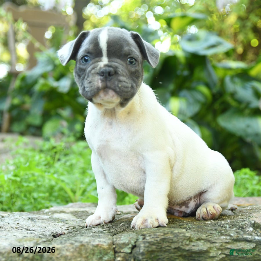 French Bulldog dogs Pierre - Ad 1