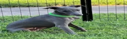 Italian Greyhound dogs for sale: Usher - Ad 5