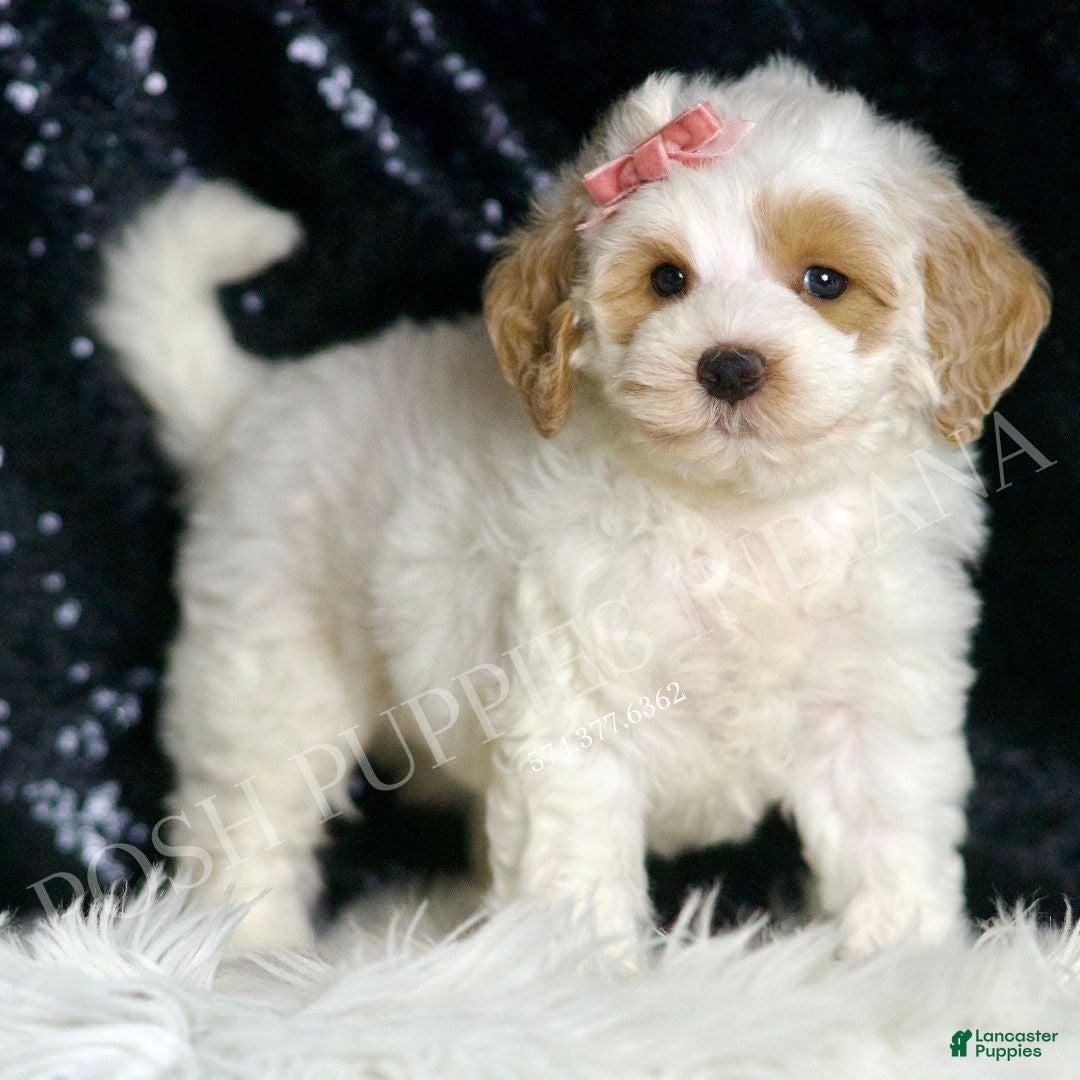 Mini Goldendoodle dogs for sale: Peaches F1BB  - Ad 1