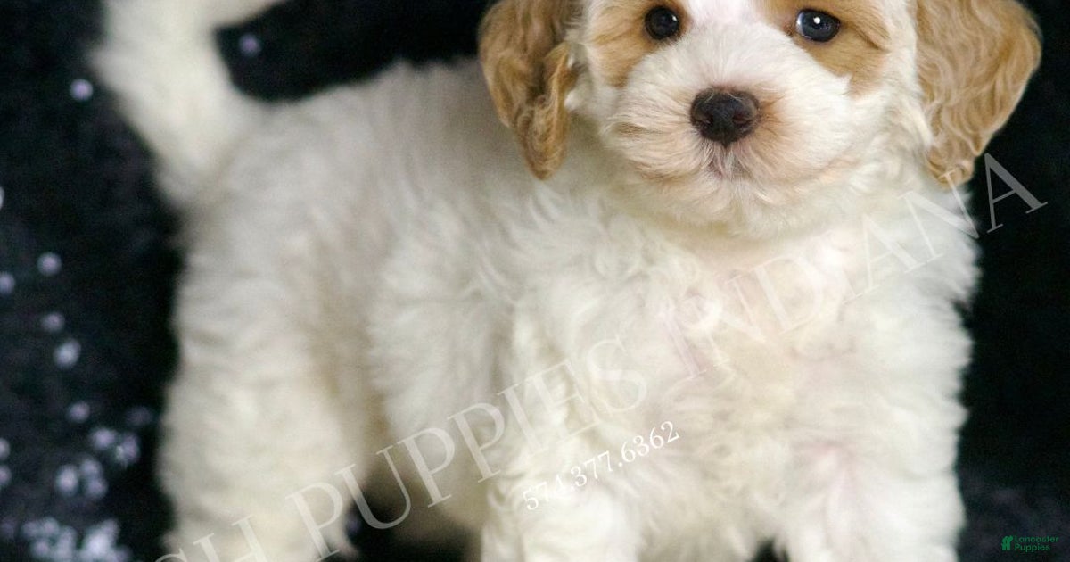 Peaches F1BB for sale in Warsaw Lancaster Puppies