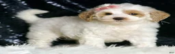 Mini Goldendoodle dogs for sale: Peaches F1BB  - Ad 1