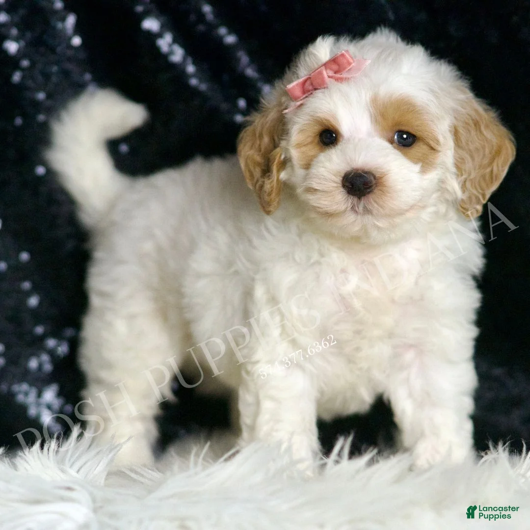 Mini Goldendoodle dogs for sale: Peaches F1BB  - Ad 1