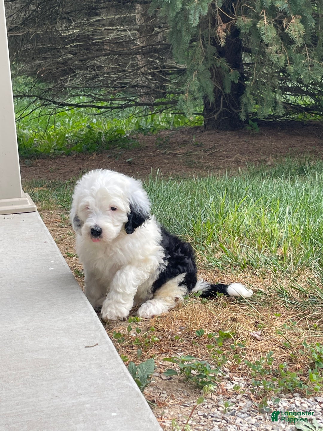 Mini Sheep Mini Sheepadoodle Puppies Near Me Sheepadoodle Puppy