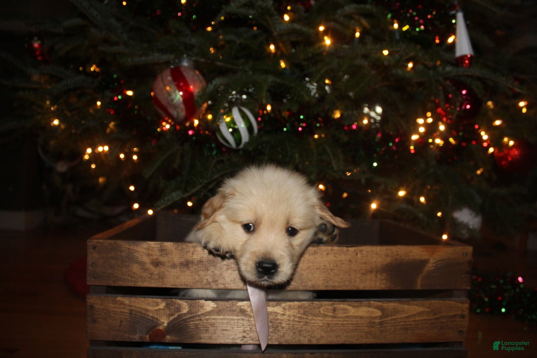Golden Retriever dogs for sale: Golden Retriever Puppy pink - Ad 3
