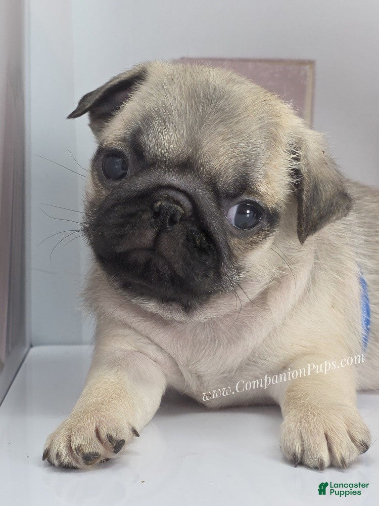 Pug dogs Tiny - Fawn Male Pug Puppy - Ad 10