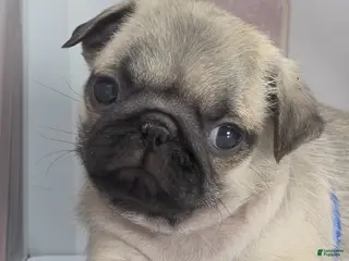 Pug dogs Tiny - Fawn Male Pug Puppy - Ad 10