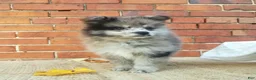 Pomeranian dogs for sale: Max - Ad 2