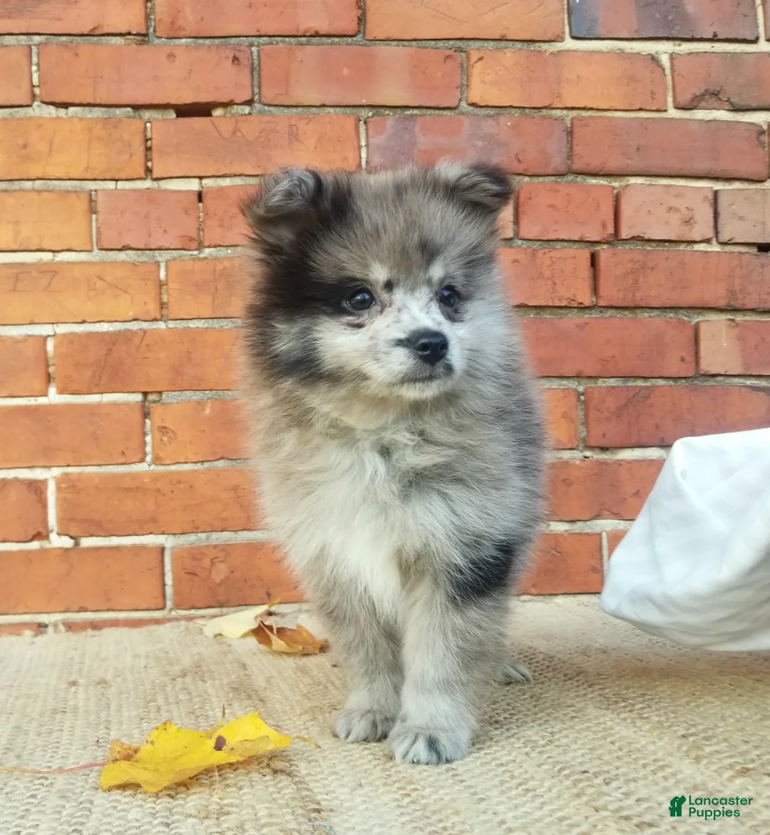 Pomeranian dogs for sale: Max - Ad 2