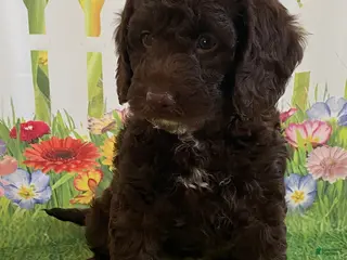 Miniature Labradoodle dogs for sale: Skye - Ad 3