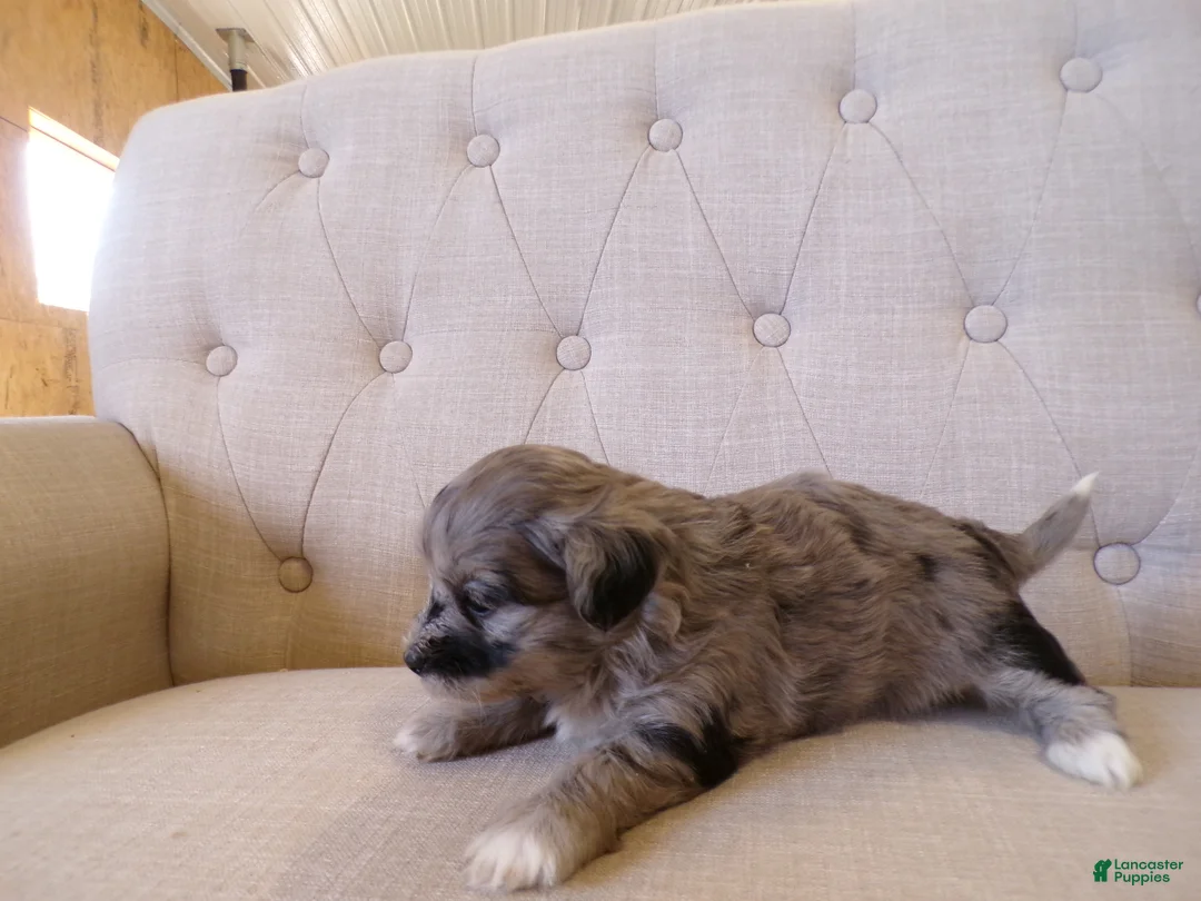 Shihpoo dogs for sale: Peyton - Ad 2