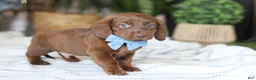 Miniature Dachshund dogs for sale: Adouille - Ad 7