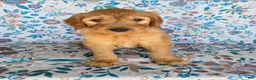 Goldendoodle dogs for sale: Blue Boy - Ad 2