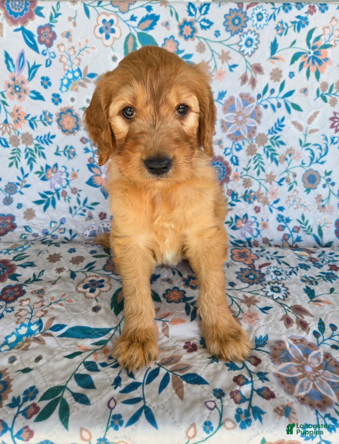 Goldendoodle dogs for sale: Blue Boy - Ad 2